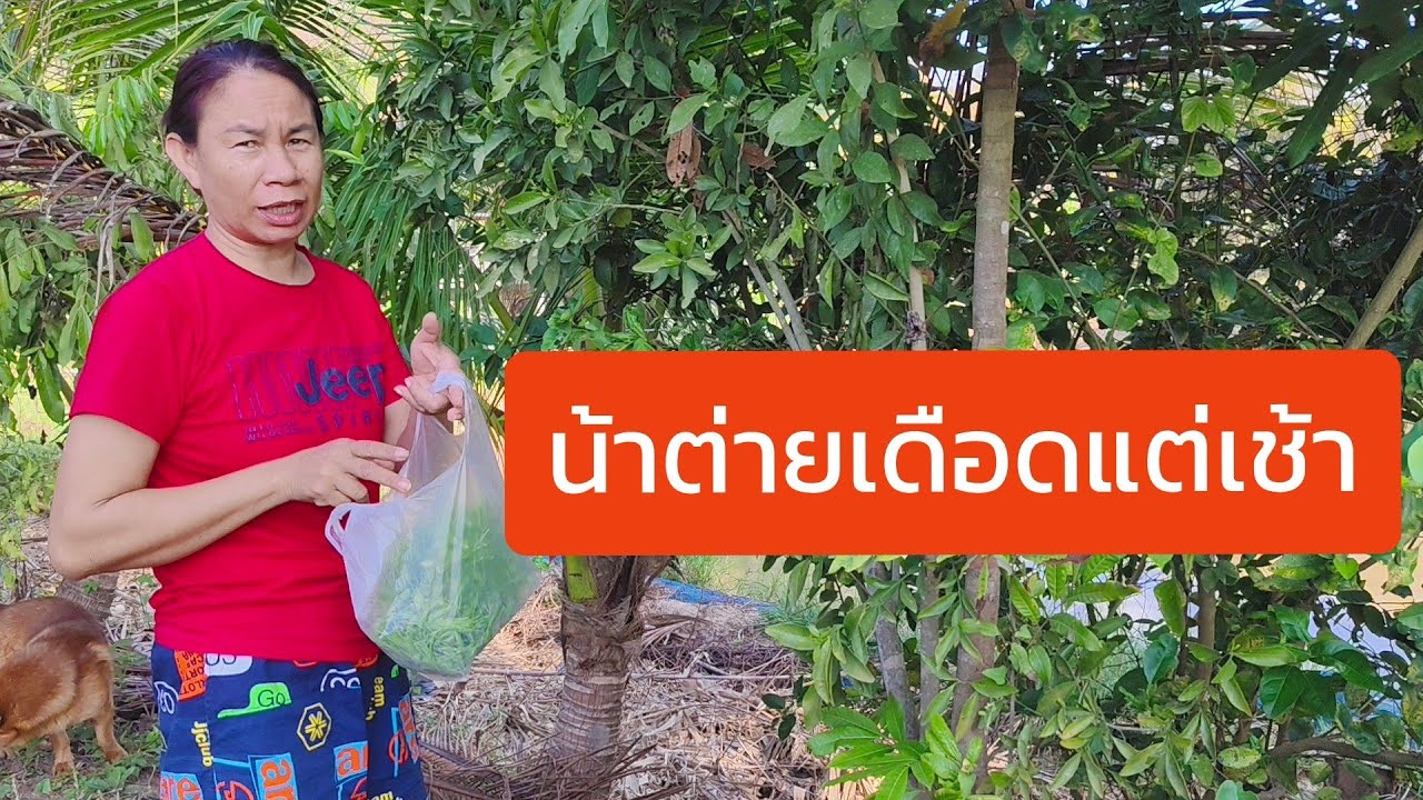 น้าต่ายเดือดแต่เช้า