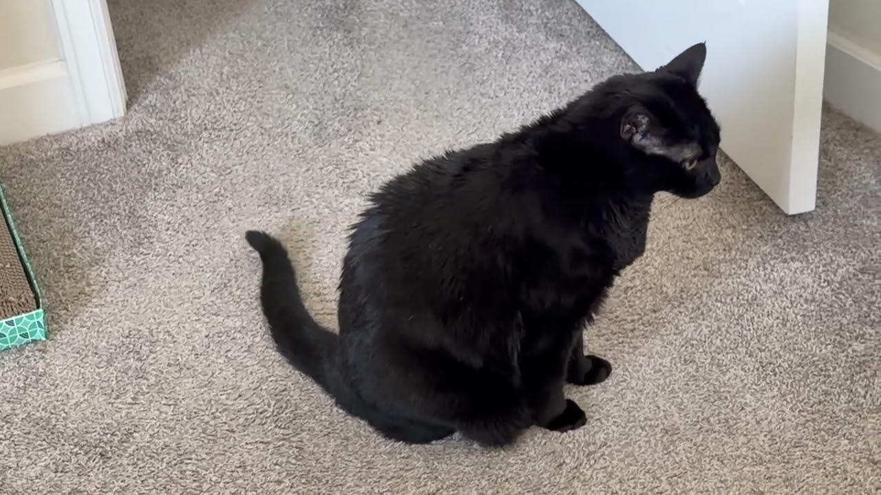 Cute Precious Piper Decides What to Do - My Adopted Shelter Cat Vlog