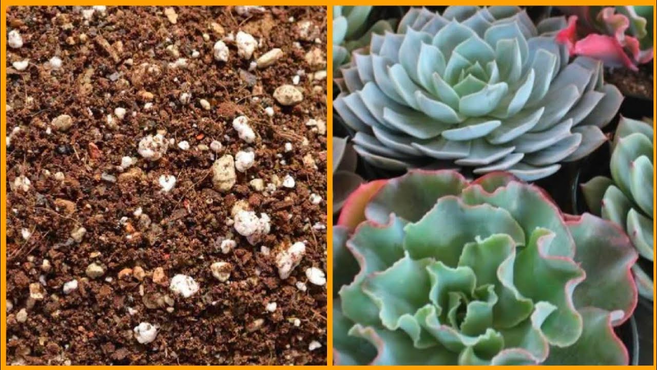Soilless media for succulent||Succulentके लिए ऐसी मिट्टी जो उनको हमेशा रखे स्वथ||Succulent reporting
