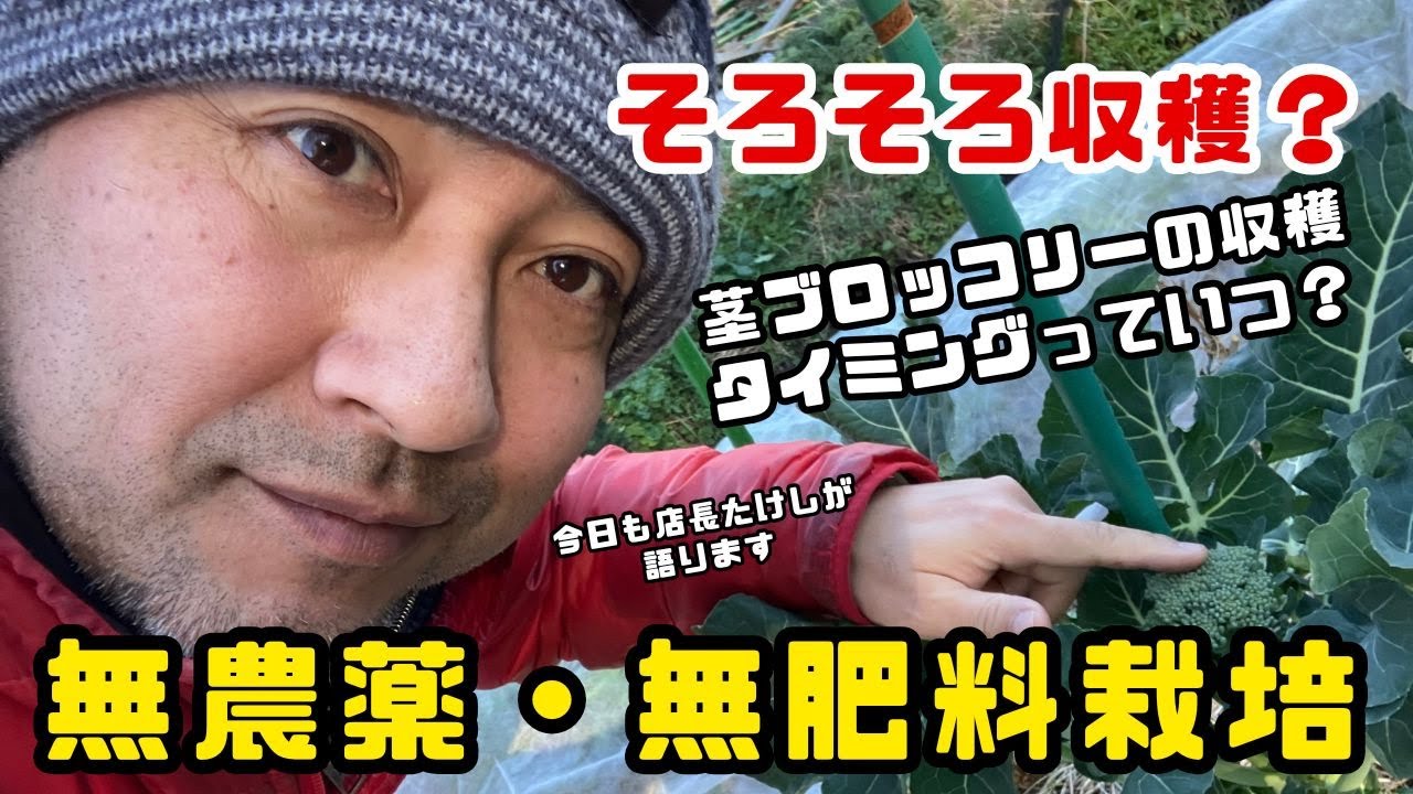 そろそろ収穫？茎ブロッコリー収穫のタイミングっていつなの？無農薬無肥料エントラ菜園2026.1.6