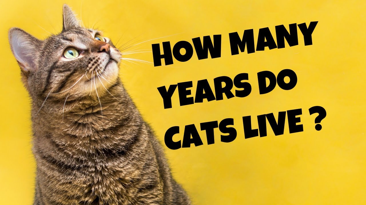 How Many Years Do Cats Live? - Cats Knowhow
