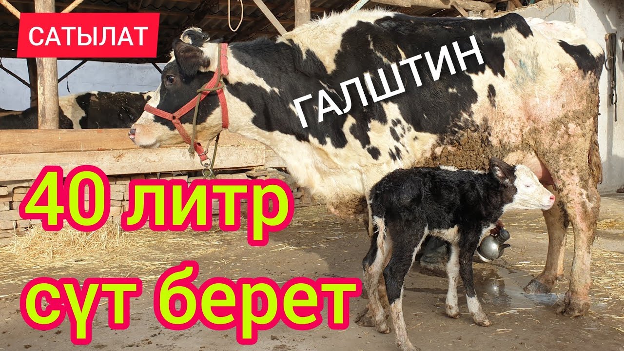 Бойлуу, Бооз ГАЛШТИН уйлары келген  |  Биринчиси ТУУДУ
