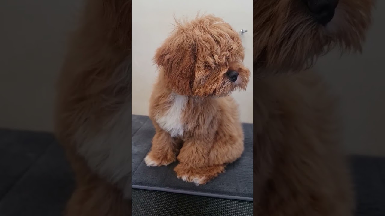 Стрижка щенка 🥰 Разве он не выглядит прекрасно!?