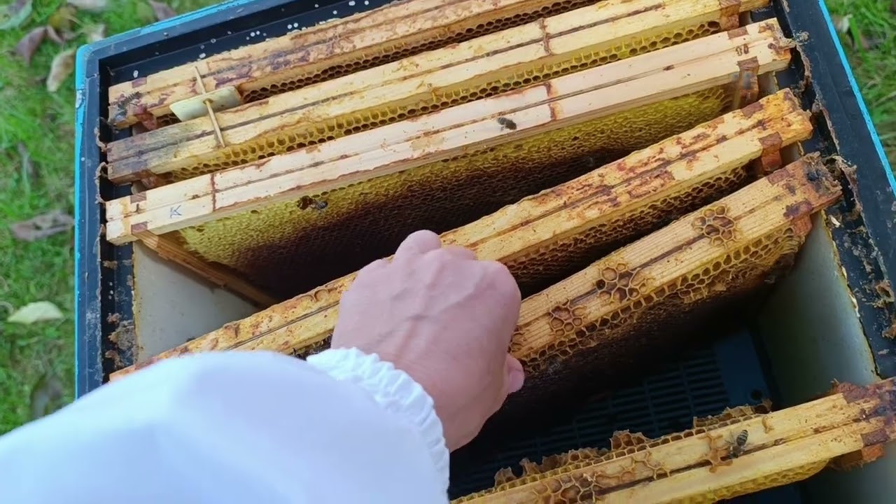 Znikające pszczoły... Varroa ?nosema ceranae ? brak pokolenia zimowego?