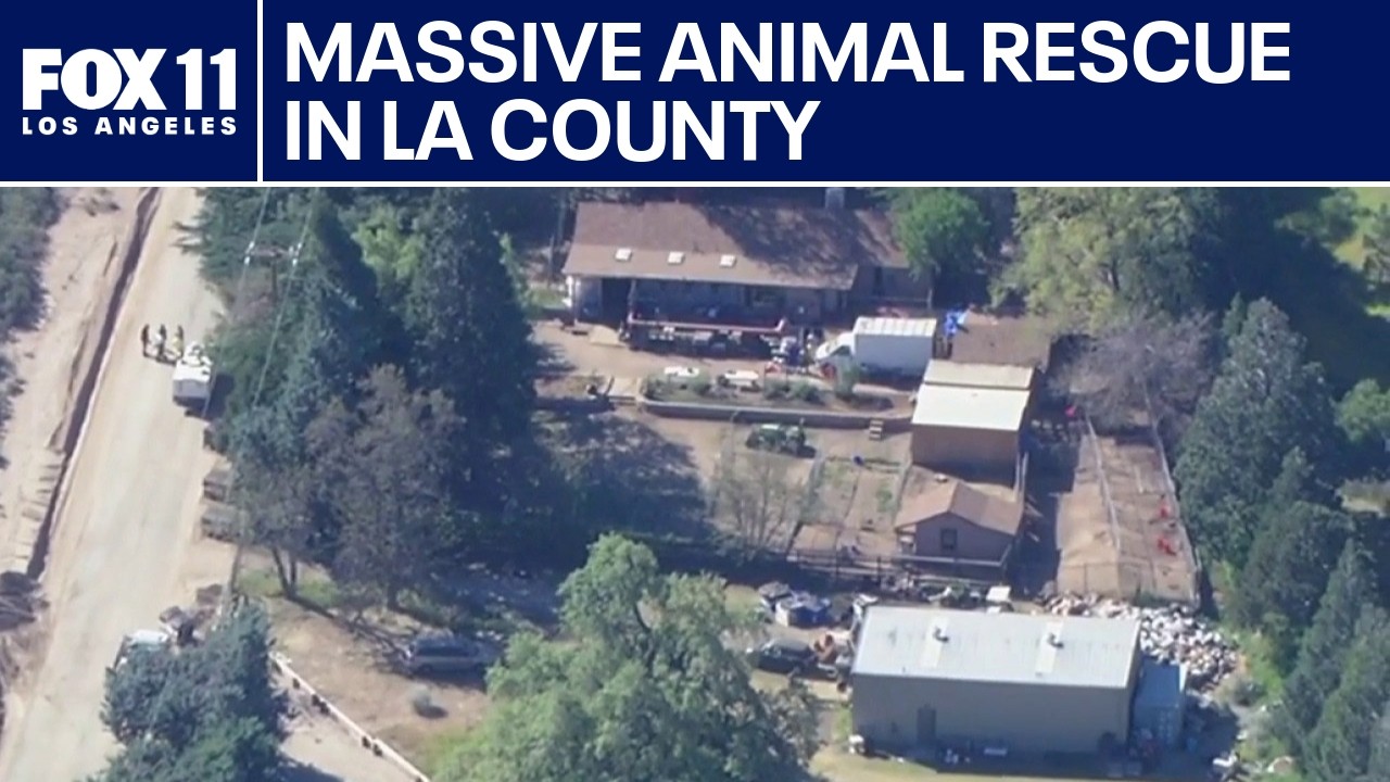 Over 700 dogs, cats rescued in Lake Hughes