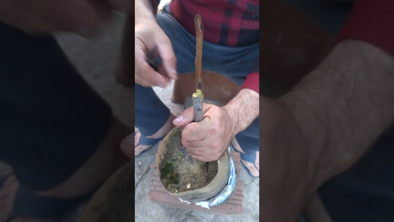فن التطعيم