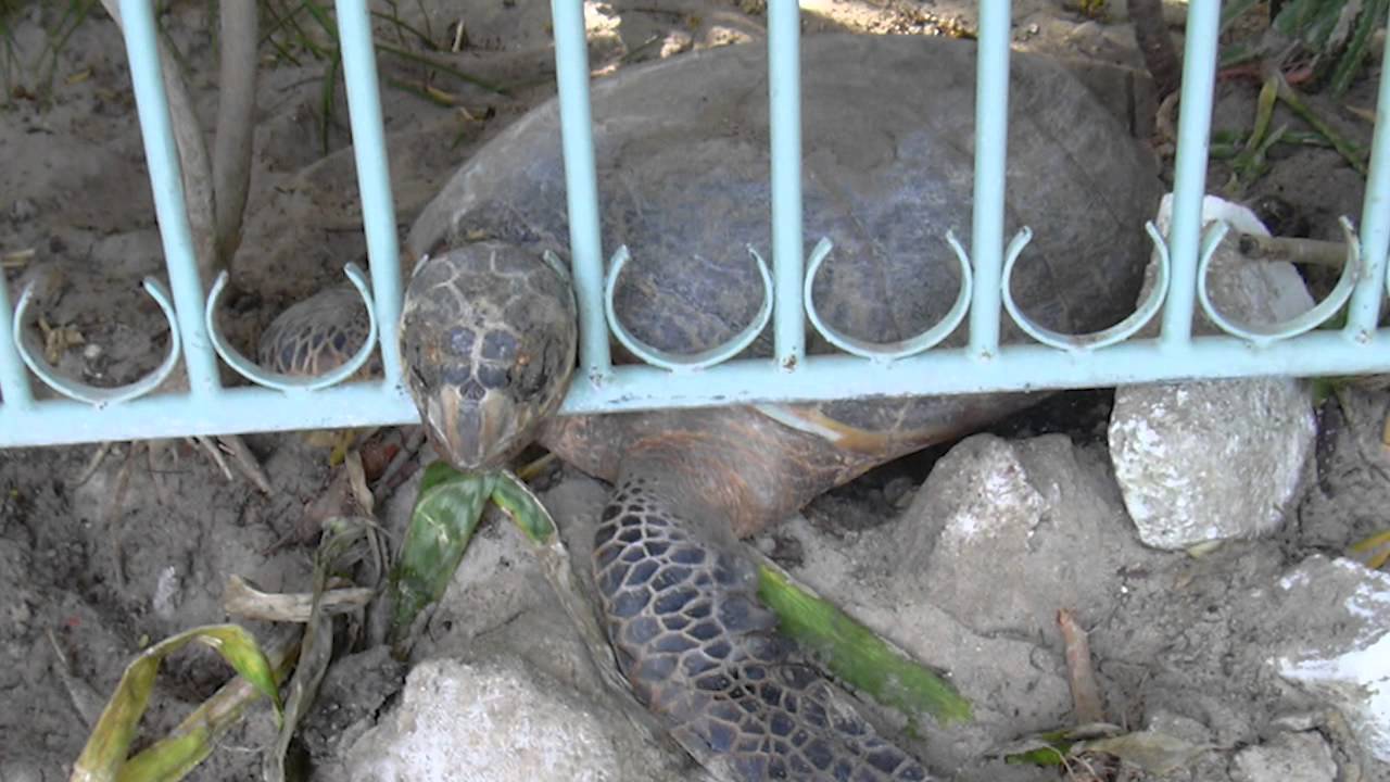 The Barbados Sea Turtle Project | Protecting Beaches: Turning the Tide for Sea Turtles