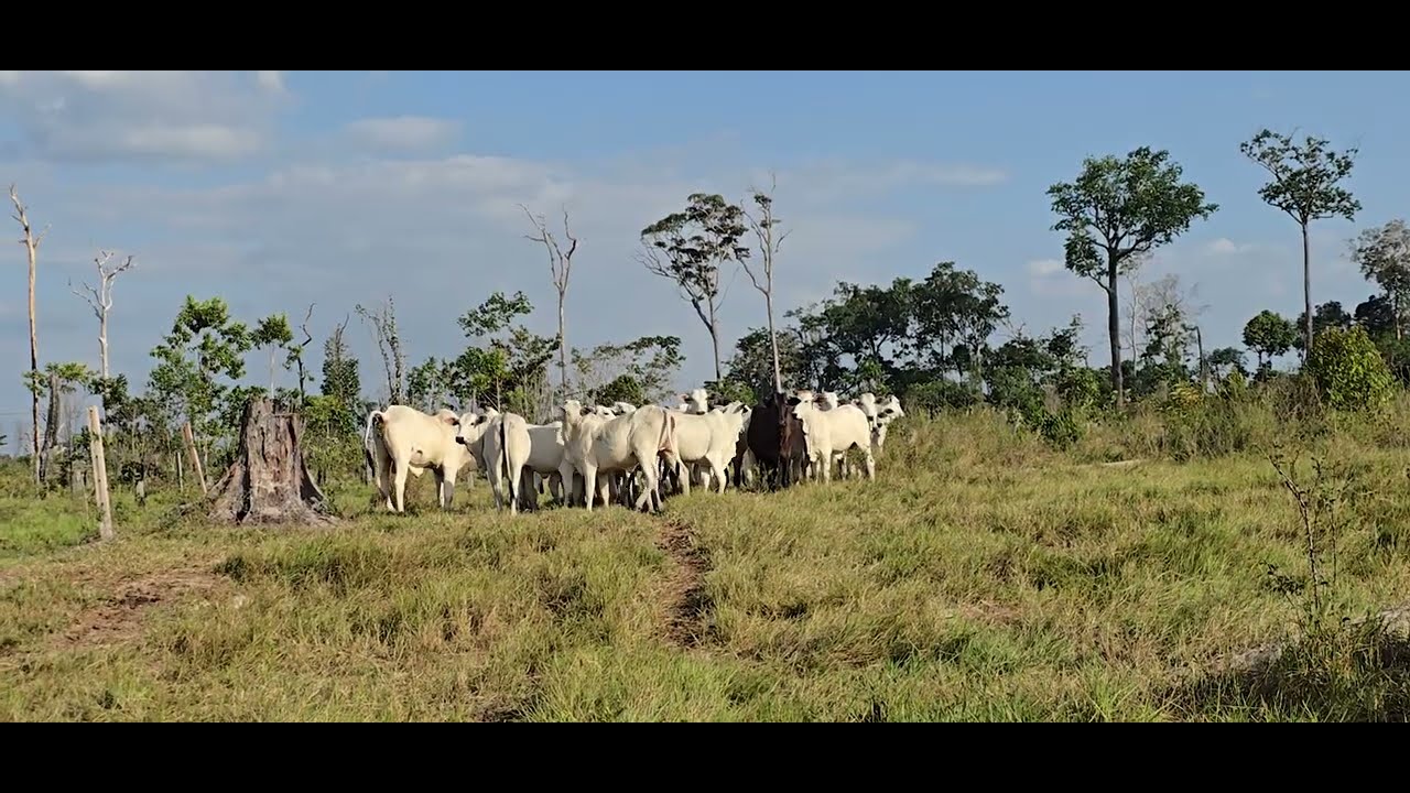 Uma forma de criar Gado sem TERRA, fazendo parceria, vale apena?