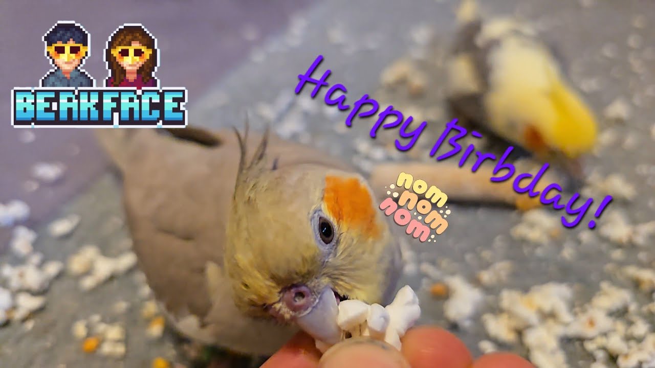 Cockatiel Birbday Popcorn Treat