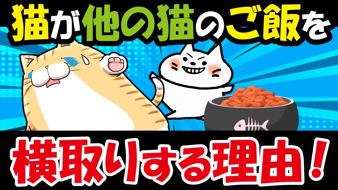多頭飼い必見！猫がご飯を横取りする理由と対策