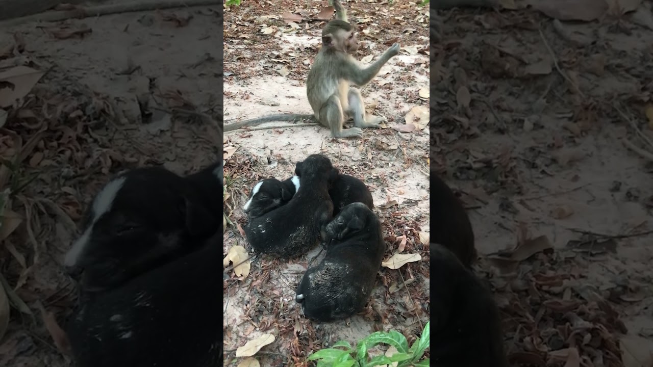 Monkey Daily Show