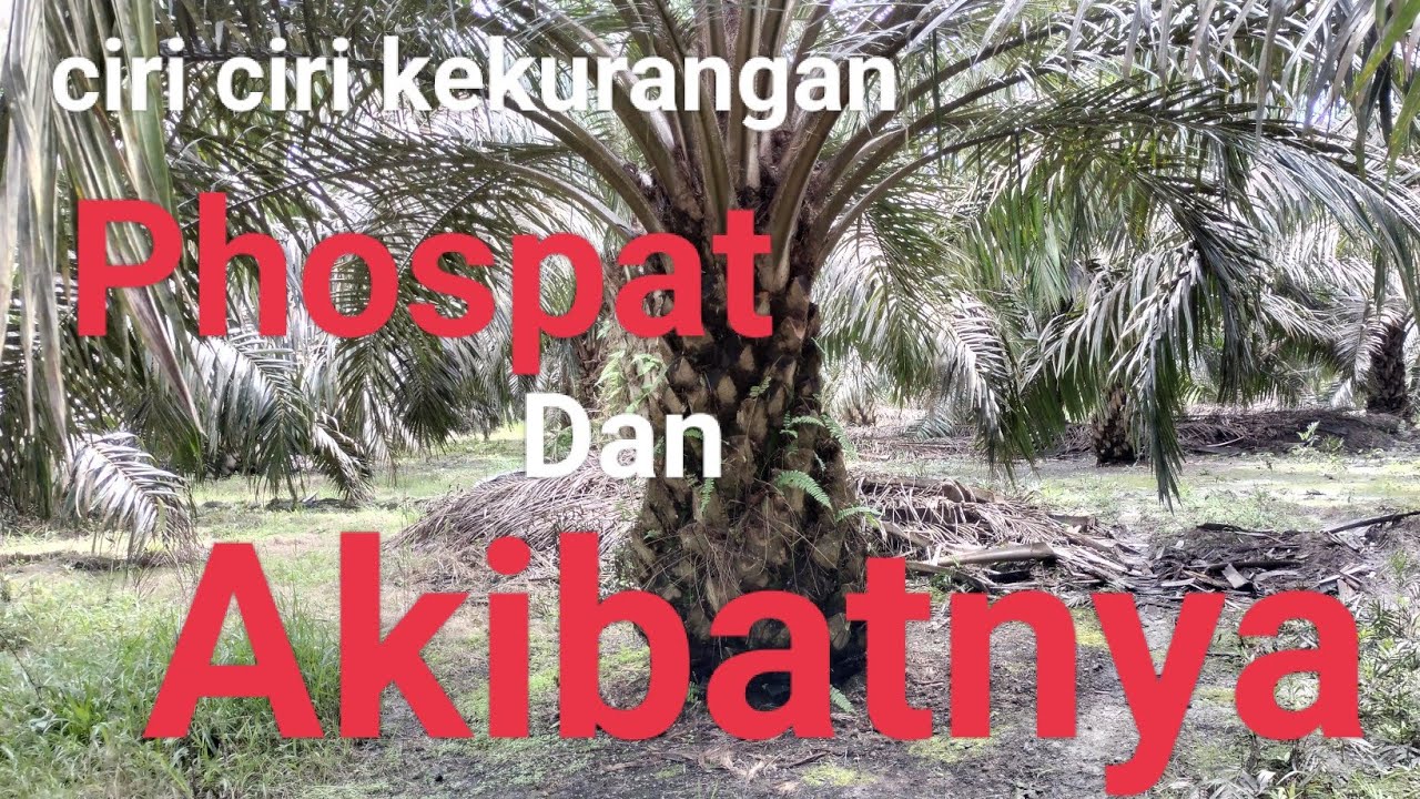 efek kekurangan phospat pada sawit usia panen