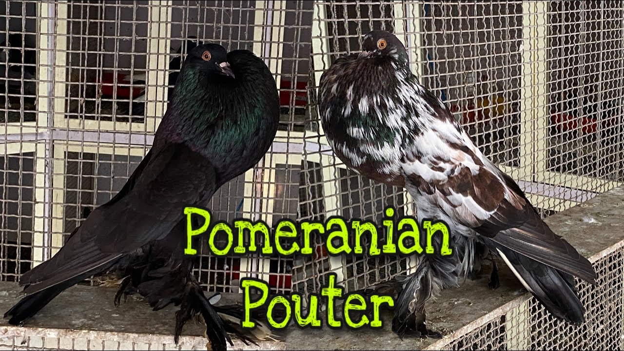 Pomeranian Pouter Pigeon/ Pouter Pigeon / Fancy Pigeon Farm