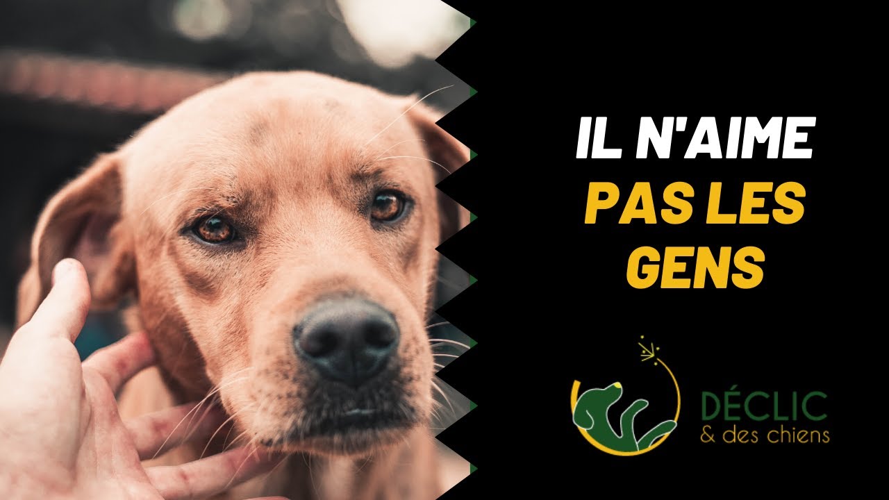 Mon chien a peur des gens ! Que faire ?