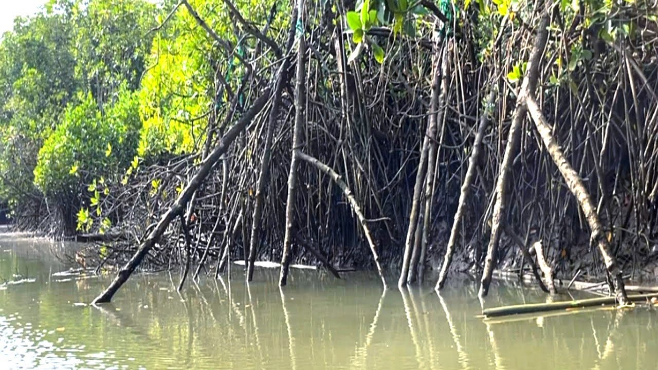 Saat mancing kakap putih malah diserang segerombolan ikan penunggu akar pohon bakau