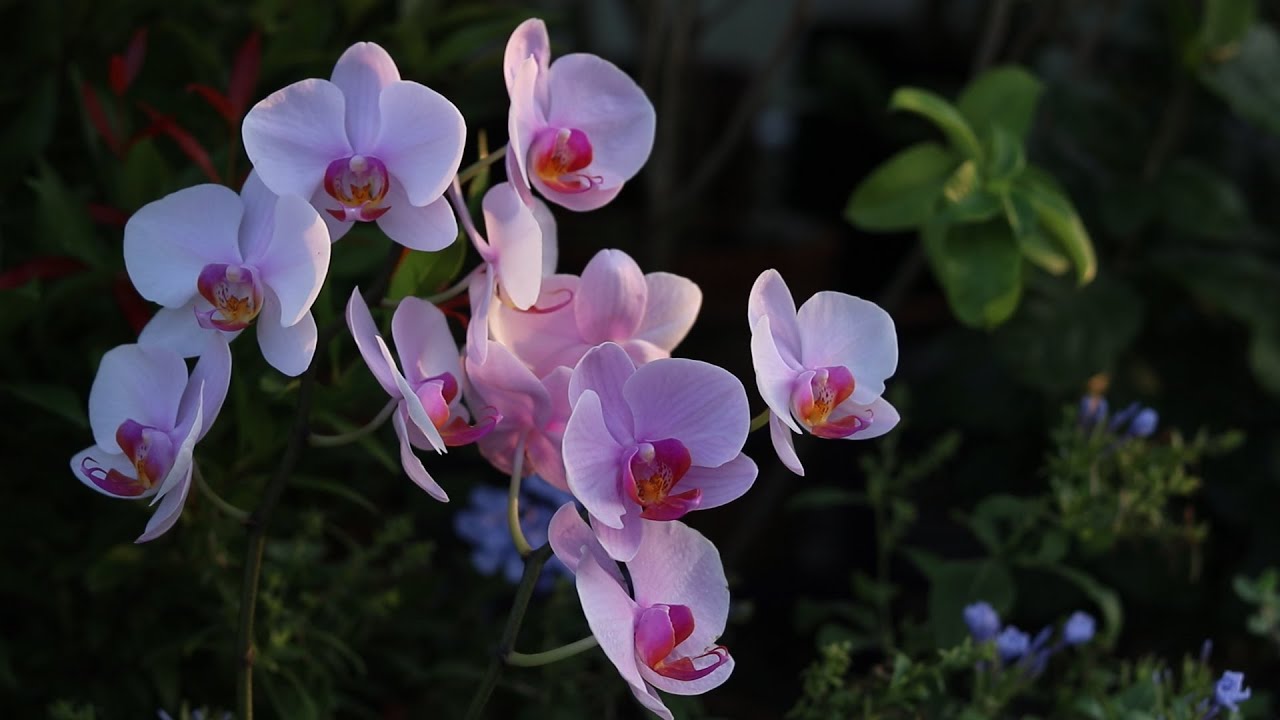 ফ্যালেনপ্সিস অর্কিডের পরিচর্যা/How to grow Phalaenopsis orchid : simple growing guide