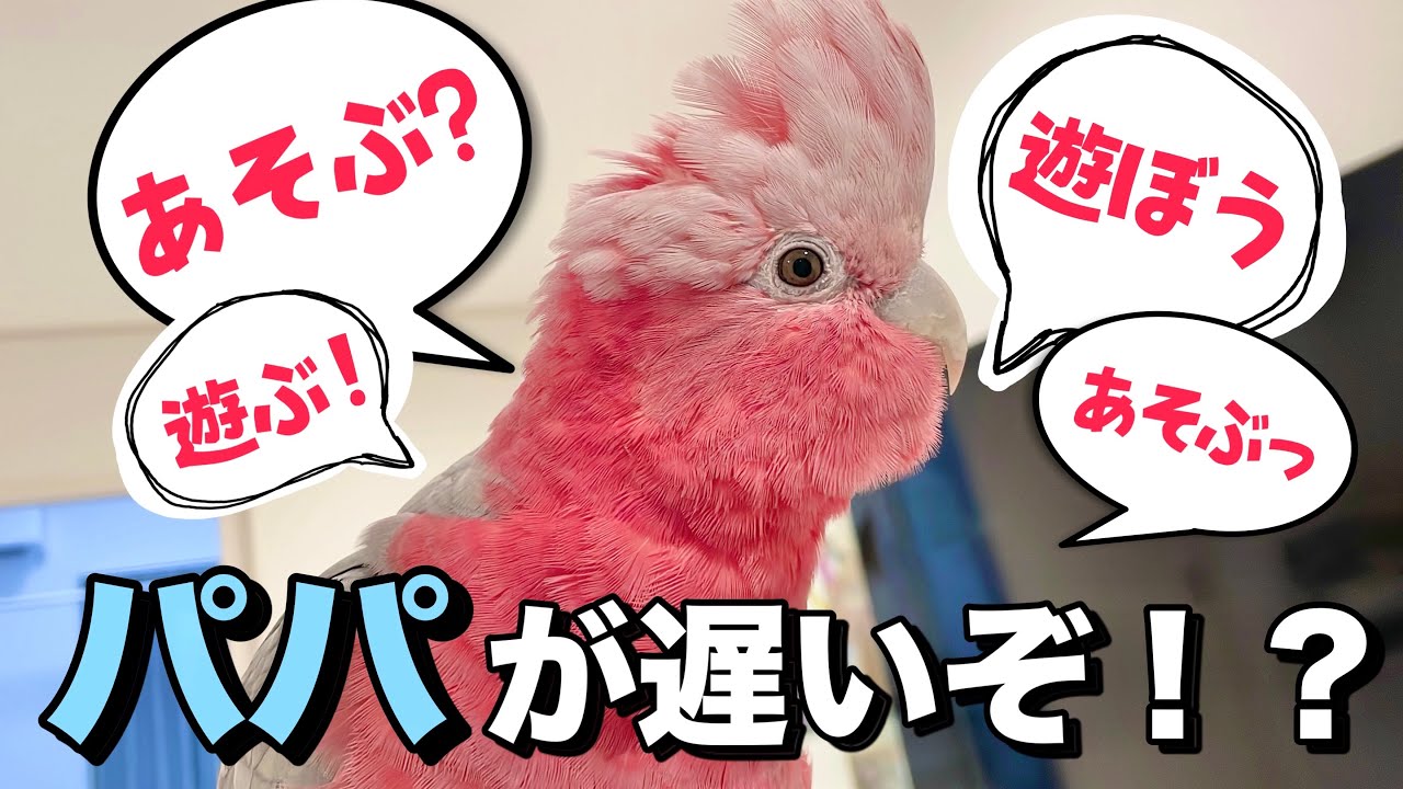 帰りが遅いパパに対して「遊ぶ」とお喋りして待ち続けるオウムが尊い‥！【モモイロインコ】