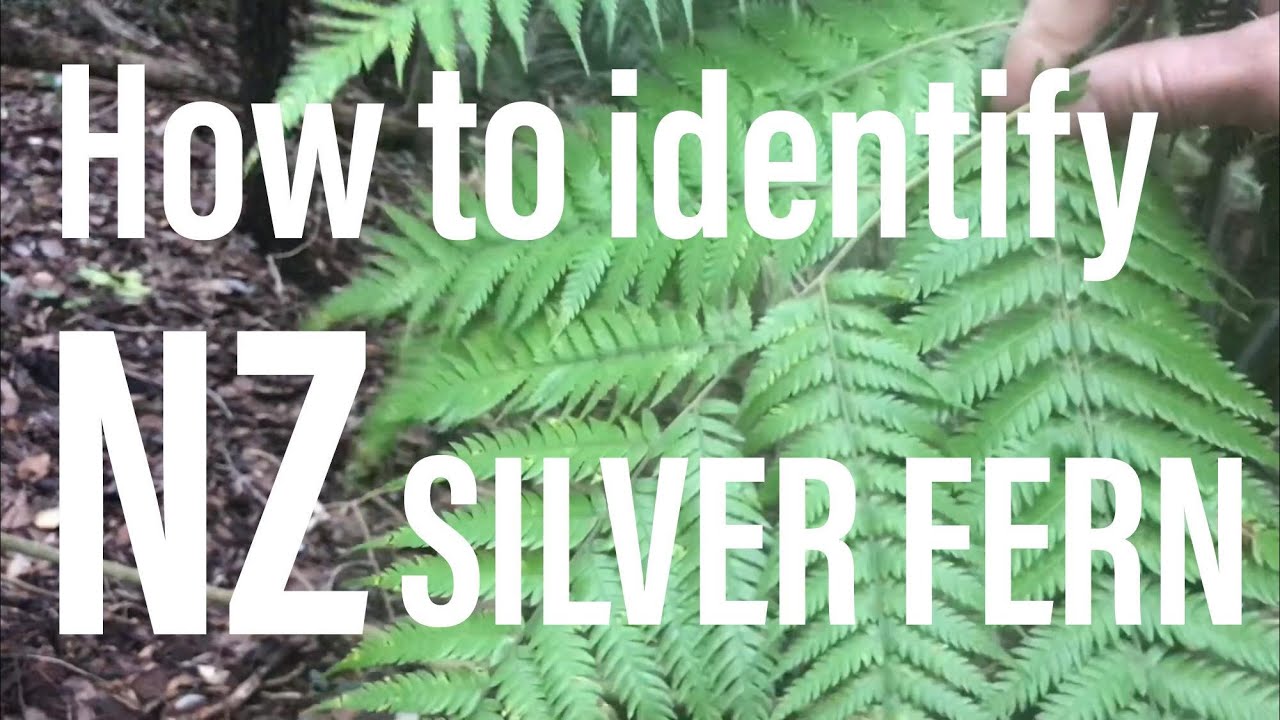 How to identify the NZ Silver Fern (Cyathea dealbata) Ponga