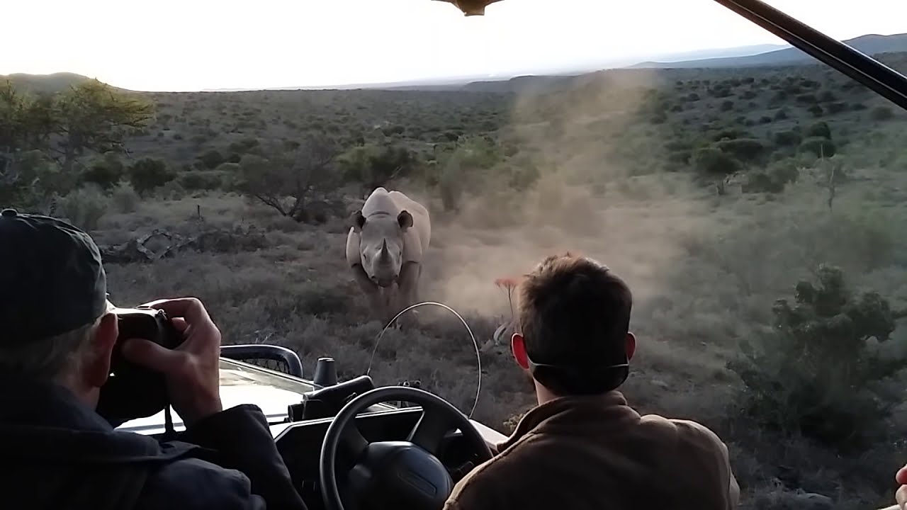 Rhino charge in Addo Elephant National Park