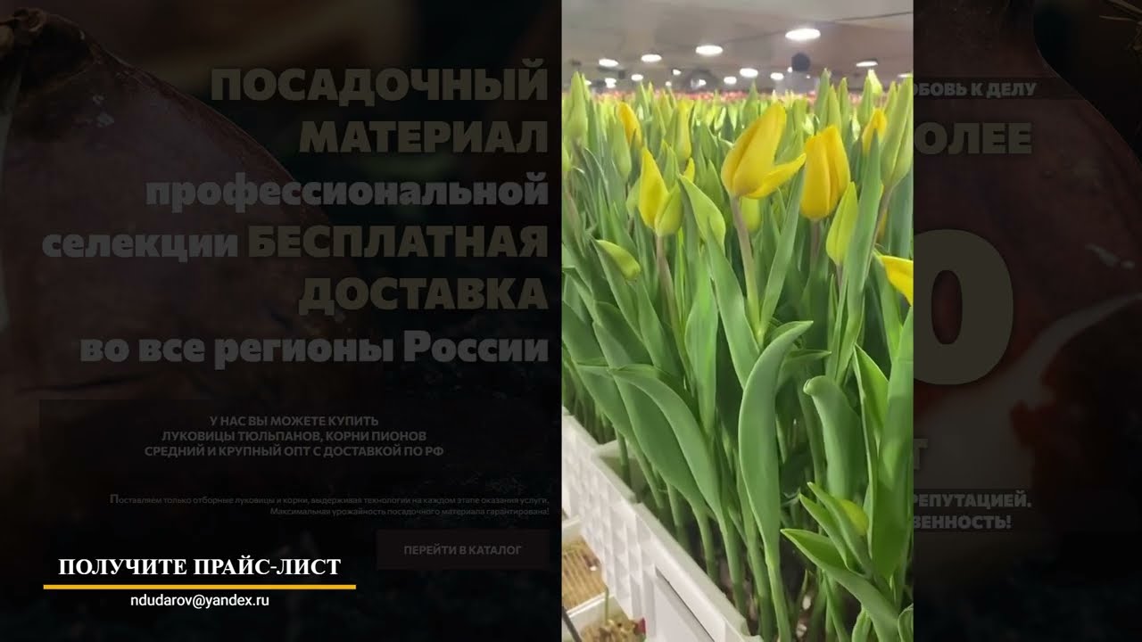 Выращивание Тюльпана Сезон 2026