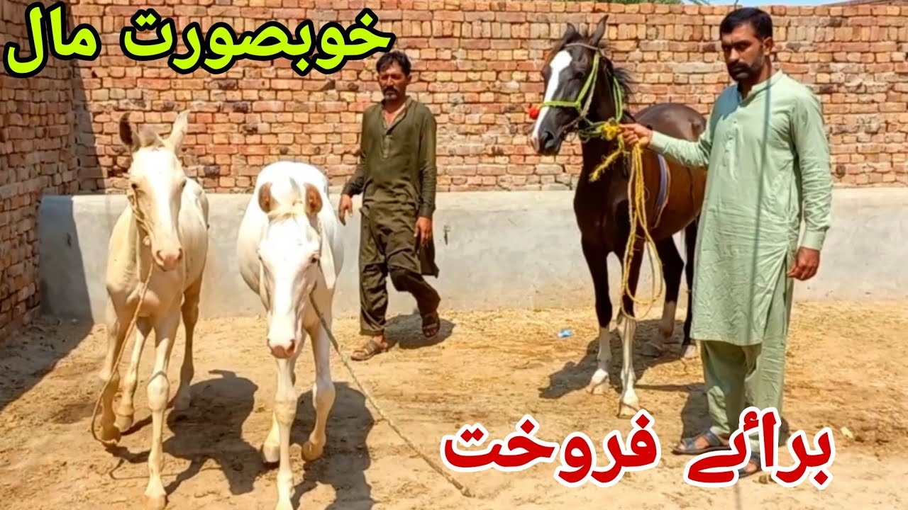 Most beautiful horses:nukri:chak no 175 gb jhang