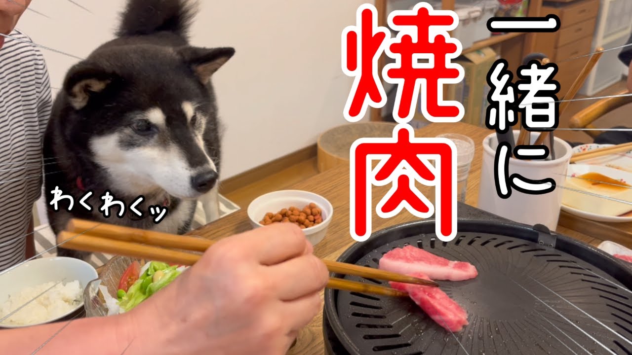 焼肉を心待ちしている柴犬がかわいすぎる！（№186）