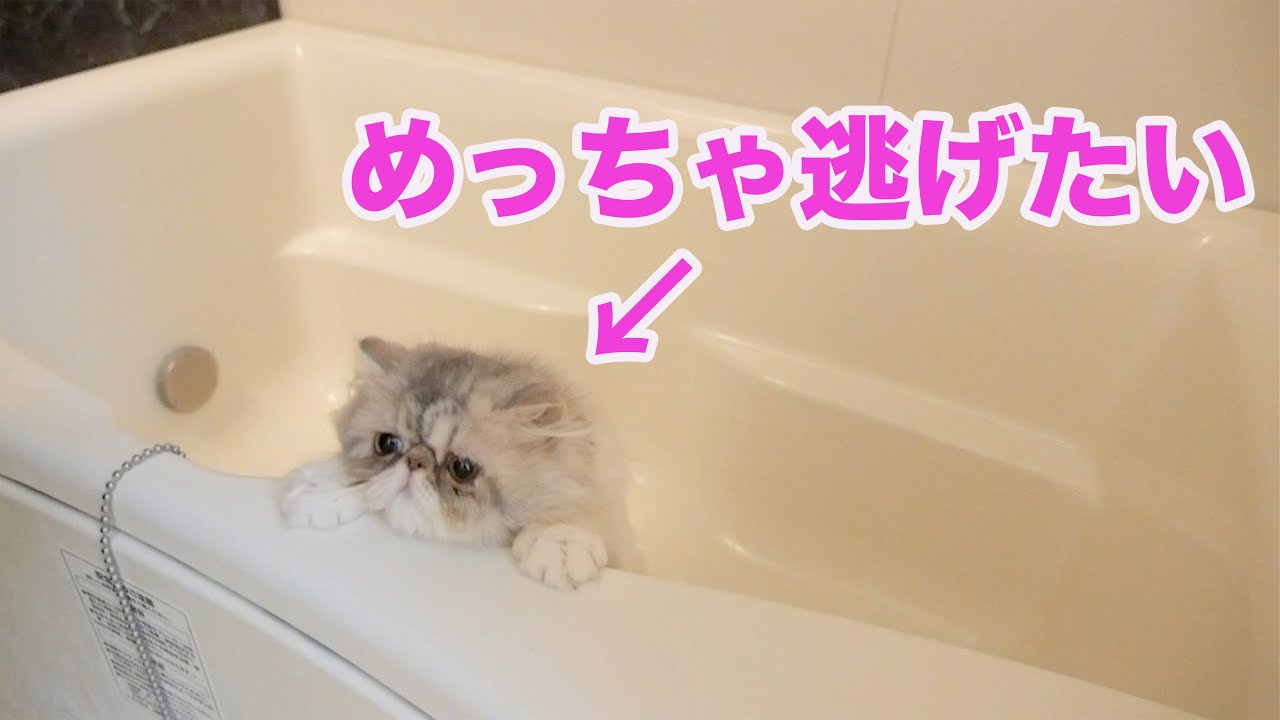 トイレで遊びまくって汚れた子猫をお風呂で洗う【エキゾチックショートヘア】