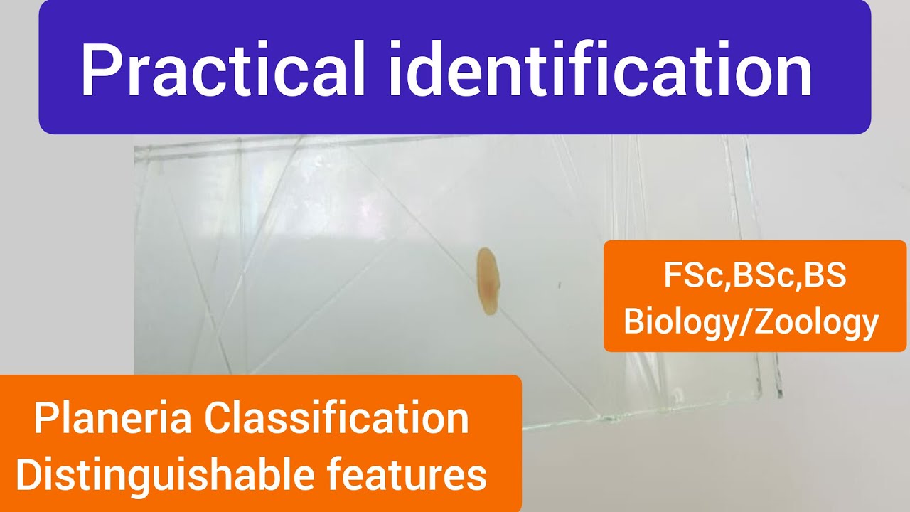 Planeria distinguishable features|Planeria  characteristics|Planeria Classification| Planeria facts