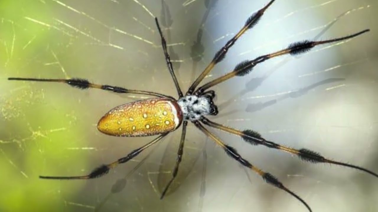 [Banana Spider] Banana spider pet || Banana spider attack || Banana spider bite