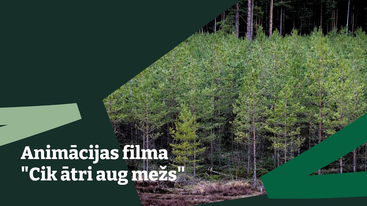 Cik ātri aug mežs