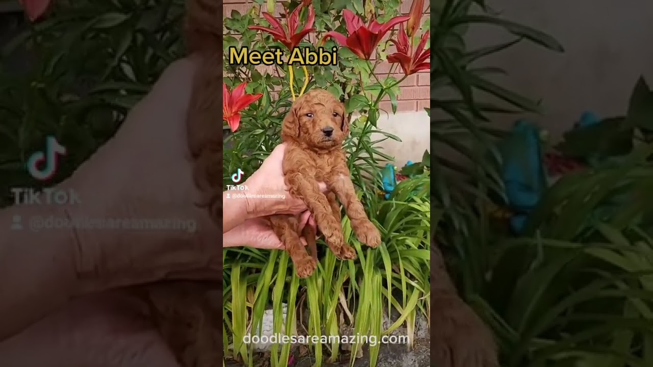 Beautiful, Pretty Red Goldendoodle Baby Puppy Girl