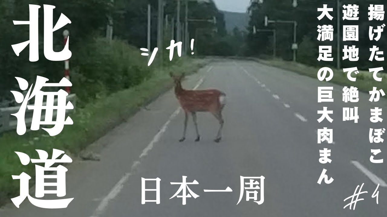 日本一周【ハイエース車中泊】突然のエゾシカ!本当に出てくるんだ、、