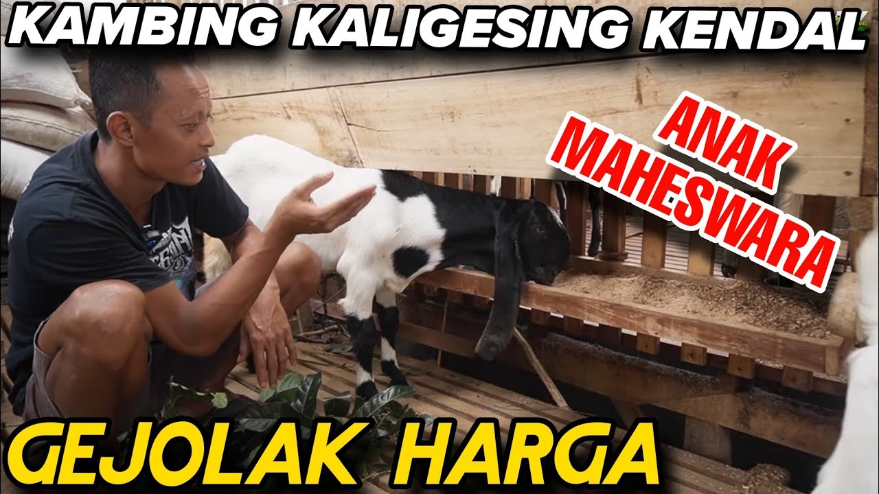 5 Juta Kang..? NGGAKKKKK‼️ KUALITAS TIDAK PERNAH BOHONG - KKTV