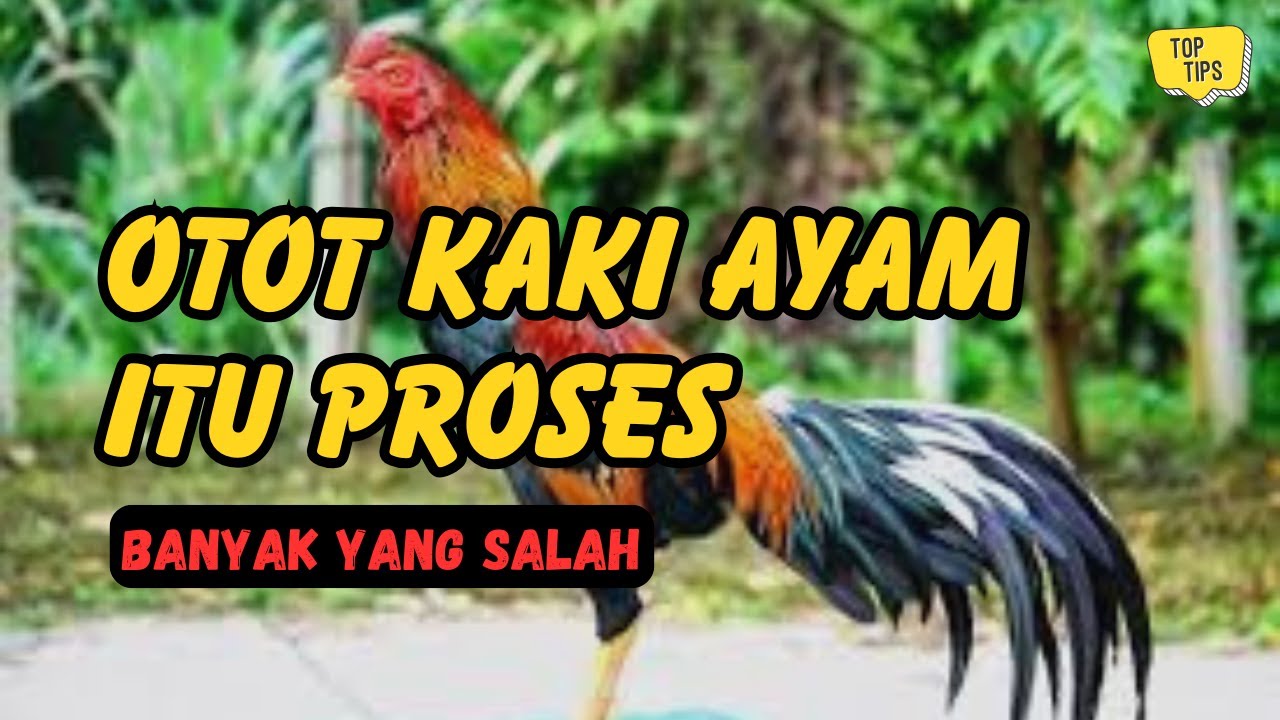 Cara Membentuk Otot Kaki Ayam Tanpa Paksaan & Tanpa Mitos