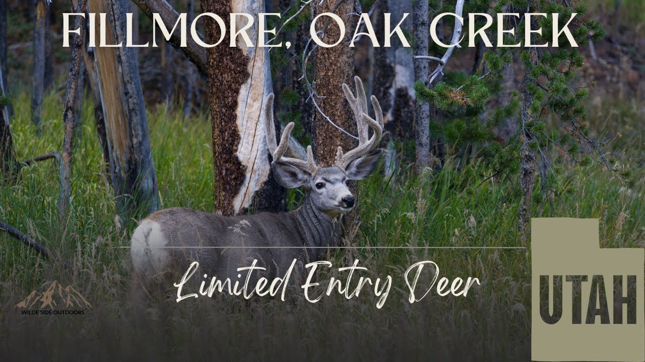 Utah Limited Entry Deer - Fillmore, Oak Creek
