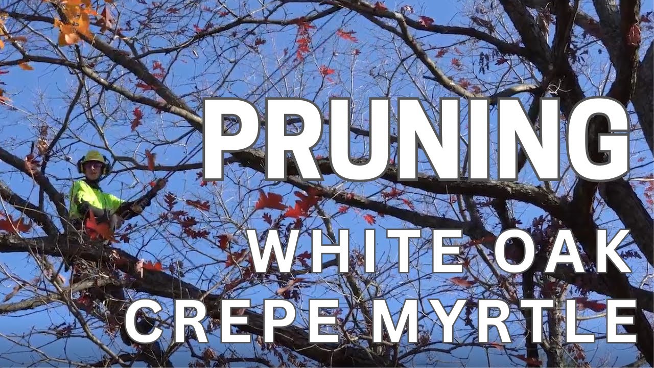 Tree Pruning: White Oak and Crepe Myrtle