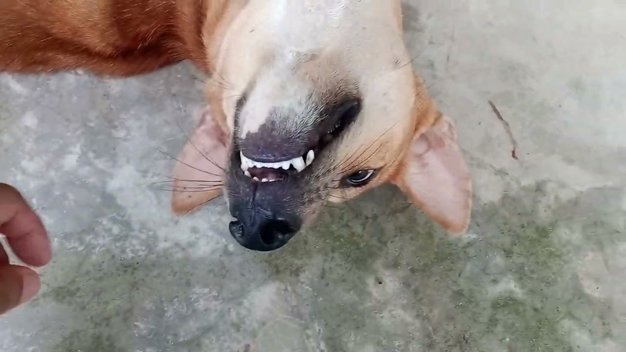 কি ভাবে রেগে যায়/Dog fanny video blogs 