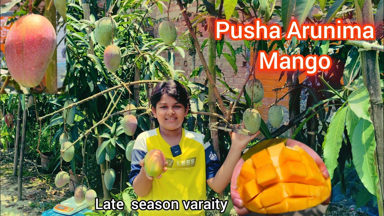 Pusha Arunima Mango || late season varaity mango || Ph -7601949430