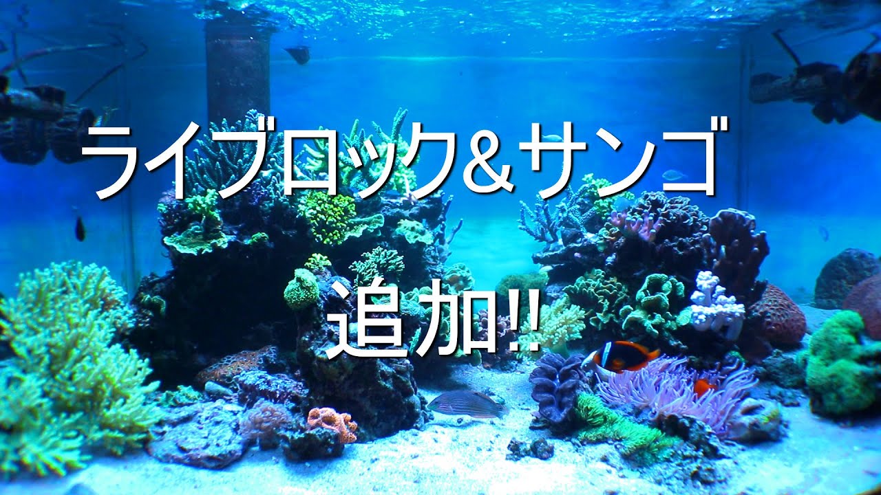 山奥のReefTank動画編part79 ライブロック追加で新レイアウト