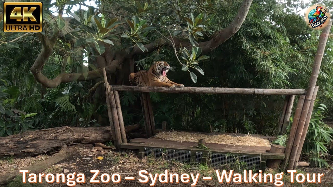 🟡 SYDNEY TARONGA ZOO - Australia - Walking Tour - 4K