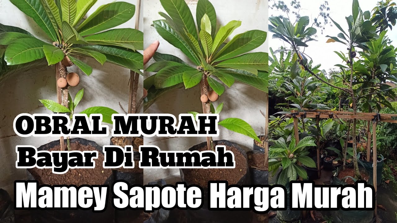 Mamey sapote harga murah bayar di rumah