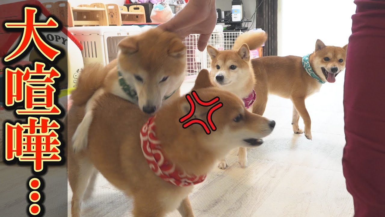 朝から原因不明のケンカが勃発・・・不機嫌な弟柴犬は飼い主を無視・・・