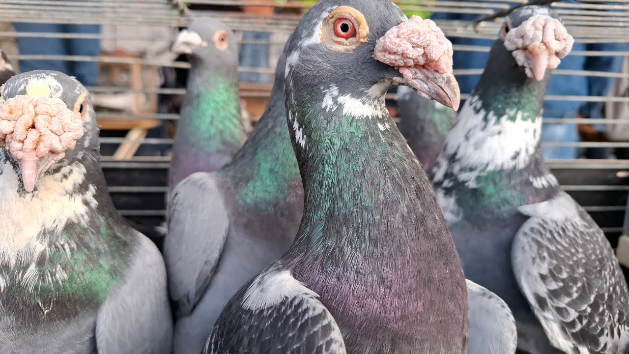 Rynek Targ Grajewo 08.06.2025r cześć 3🦃🪿🦜🐇🐓🐤🕊🐔🦅🤗🐦🦨