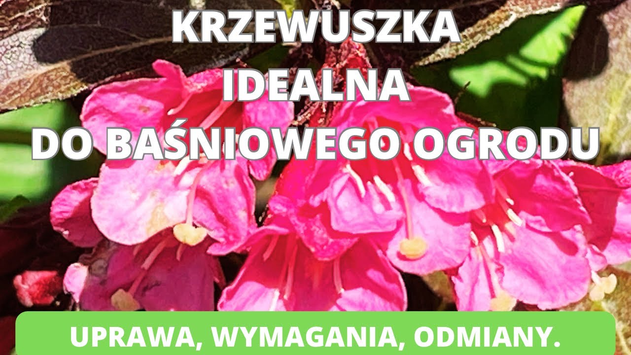 Krzewuszka - idealna do baśniowego ogrodu. Uprawa, wymagania, odmiany.  Czy warto mieć ten krzew?