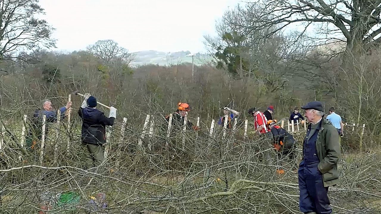 Hedge Laying Match at Llangattock South Wales. Monmouthshire Style Hedge Laying