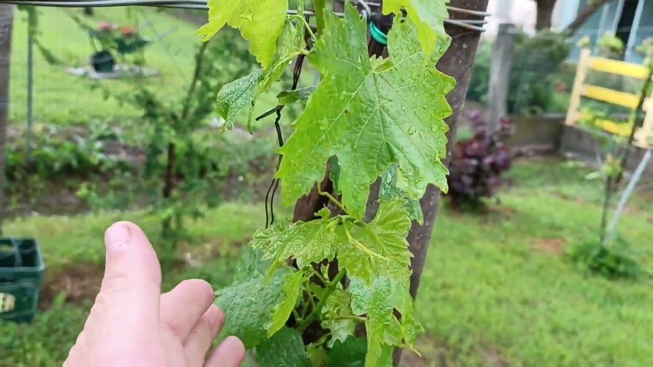 Csemegeszőlö, Pergola Tendone,, kialakitàs,, 1,2,3,4,éves tőke 🍇🍇🍇
