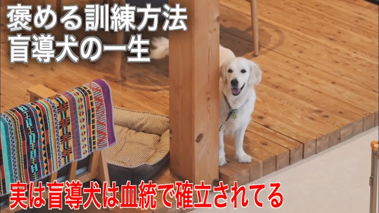 「褒める訓練方法」盲導犬の繁殖や引退後【関西盲導犬協会よりご報告】Part3
