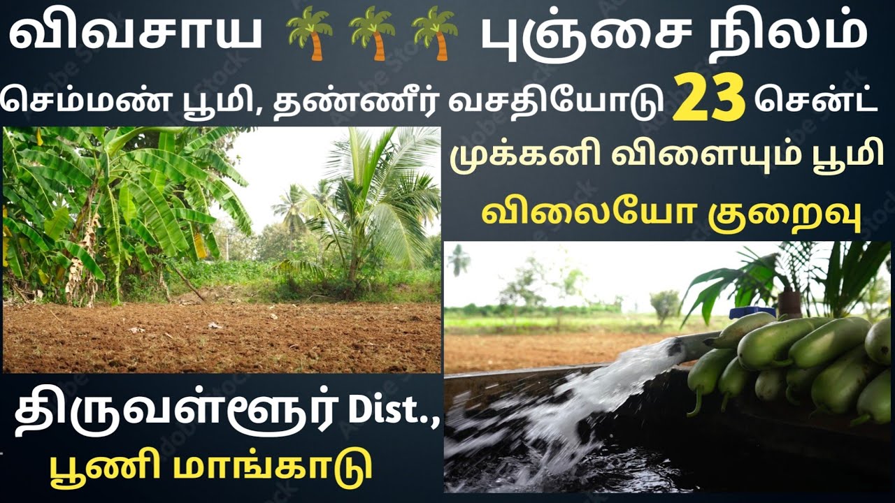 விவசாய புஞ்சை நிலம் 🌴🌴🌴   செம்மண் பூமி தண்ணீர் வசதியோடு, முக்கனி விளையும் பூமி #viral #trendingvideo