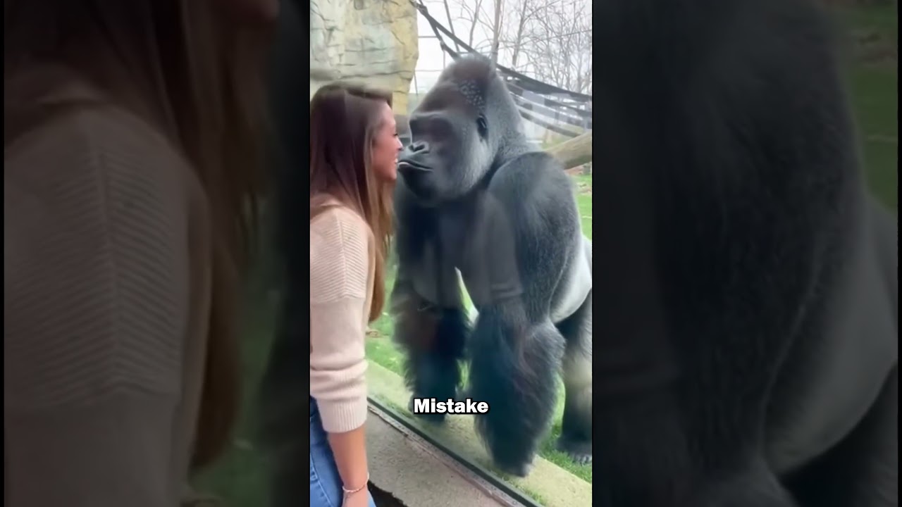 Gorilla Gets Caught Cheating at the Zoo