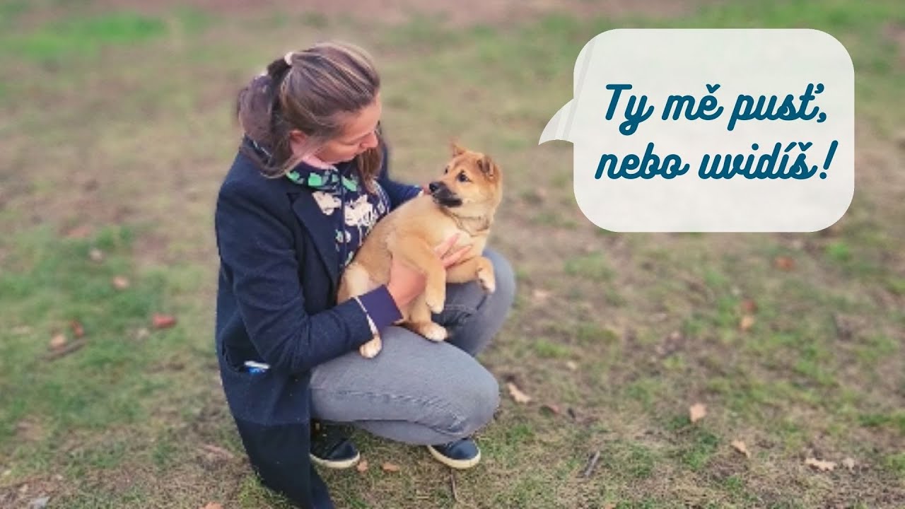 VÝCHOVA ŠTĚNĚTE | Co dělat, když štěně protestuje?